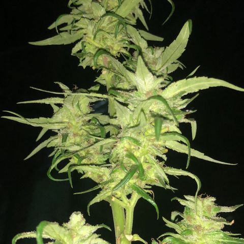Unknown strain growlog timeline photo
