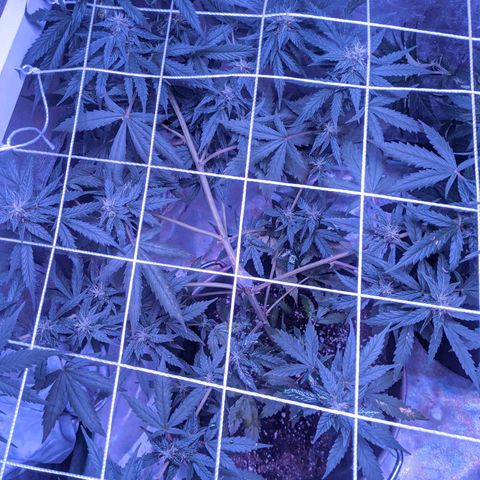  Gelato Auto (Francesca) growlog photo: Bloom day 9