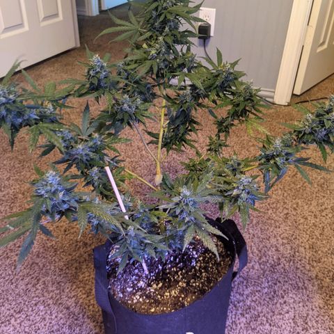  Gelato Auto (Francesca) growlog photo: About 9 colas
