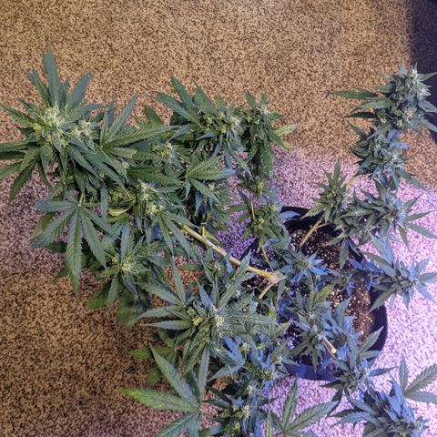  Gelato Auto (Francesca) growlog photo: About 9 colas