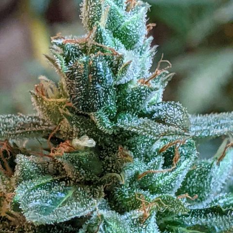  Gelato Auto (Francesca) growlog timeline photo