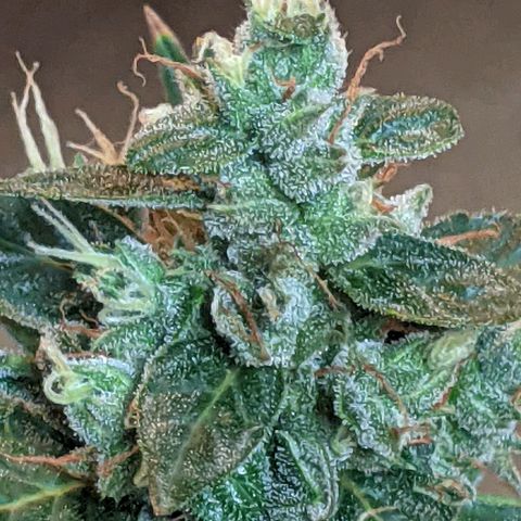  Gelato Auto (Francesca) growlog photo: Added cola support, half broken stem