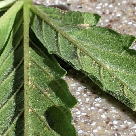  Gelato Auto (Francesca) growlog photo: Maybe deficiency, maybe aphids???