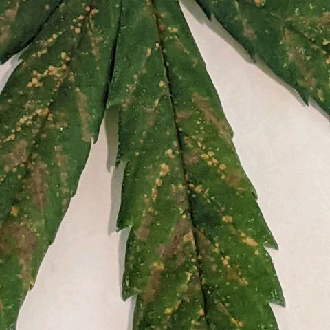  Gelato Auto (Francesca) growlog photo: Maybe deficiency, maybe aphids???