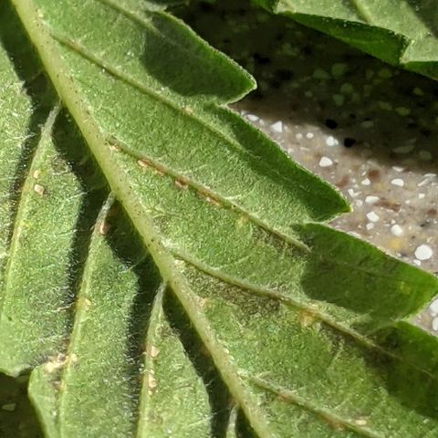 Gelato Auto (Francesca) growlog photo: Maybe deficiency, maybe aphids???