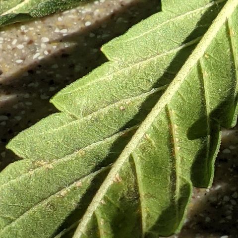  Gelato Auto (Francesca) growlog photo: Maybe deficiency, maybe aphids???