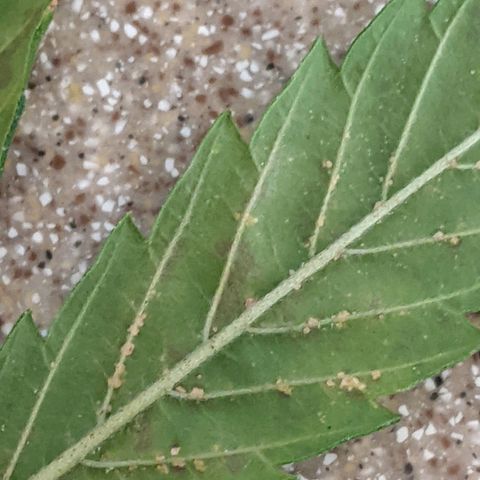  Gelato Auto (Francesca) growlog photo: Maybe deficiency, maybe aphids???