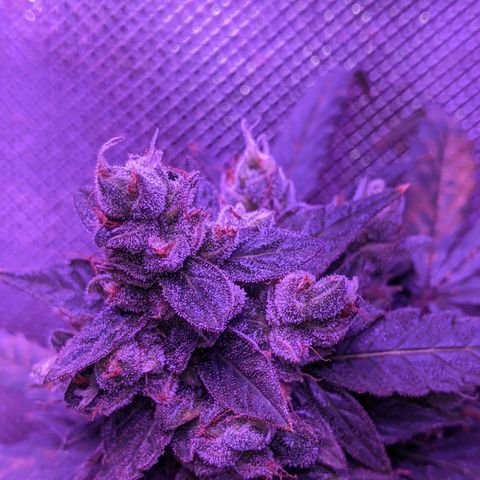  Gelato Auto (Francesca) growlog photo: Thick buds, rust color back. Some new development but not much
