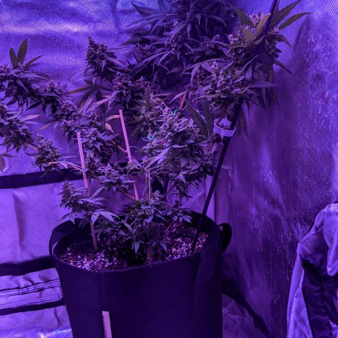  Gelato Auto (Francesca) growlog photo: Thick buds, rust color back. Some new development but not much