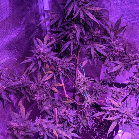  Gelato Auto (Francesca) growlog photo: Thick buds, rust color back. Some new development but not much