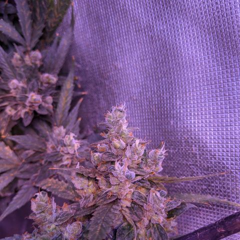  Gelato Auto (Francesca) growlog photo: Thick buds, rust color back. Some new development but not much