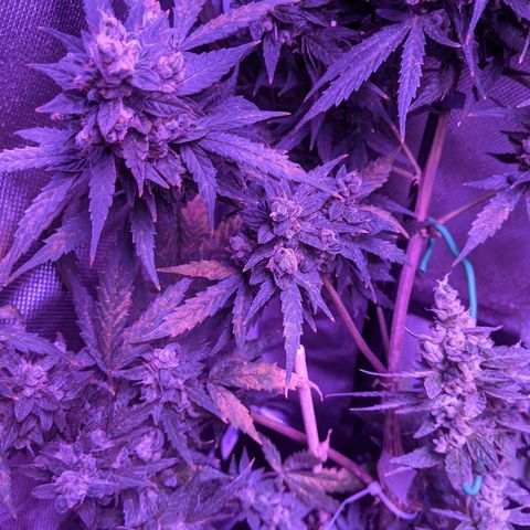  Gelato Auto (Francesca) growlog photo: Thick buds, rust color back. Some new development but not much