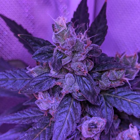  Gelato Auto (Francesca) growlog photo: Thick buds, rust color back. Some new development but not much