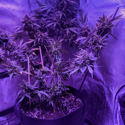  Gelato Auto (Francesca) growlog photo: Thick buds, rust color back. Some new development but not much