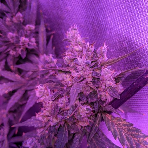  Gelato Auto (Francesca) growlog photo: Thick buds, rust color back. Some new development but not much