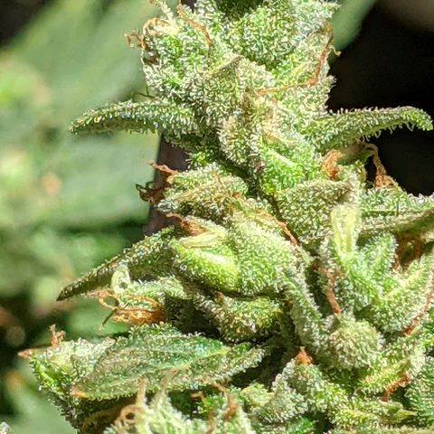  Gelato Auto (Francesca) growlog timeline photo