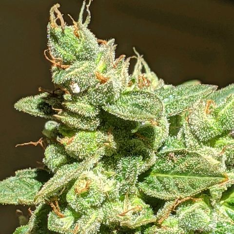  Gelato Auto (Francesca) growlog timeline photo