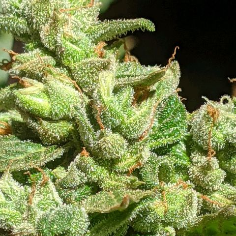 Gelato Auto (Francesca) growlog timeline photo