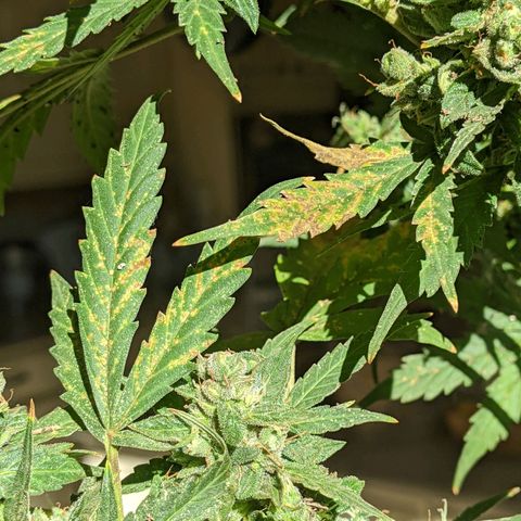  Gelato Auto (Francesca) growlog timeline photo
