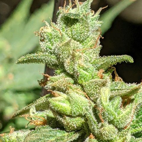  Gelato Auto (Francesca) growlog timeline photo