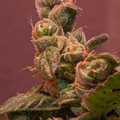 Gelato Auto (Francesca) growlog timeline photo