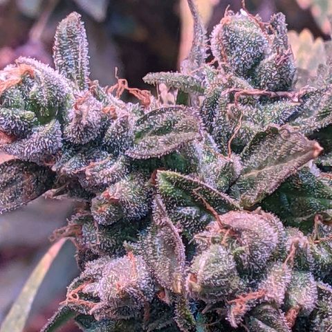  Gelato Auto (Francesca) growlog timeline photo