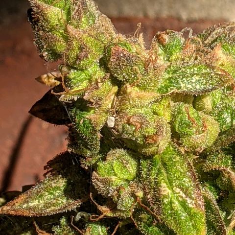 Gelato Auto (Francesca) growlog timeline photo