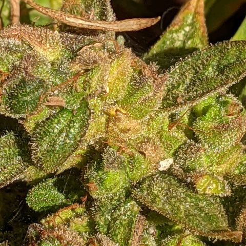  Gelato Auto (Francesca) growlog timeline photo