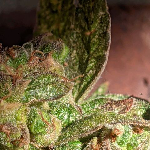  Gelato Auto (Francesca) growlog timeline photo