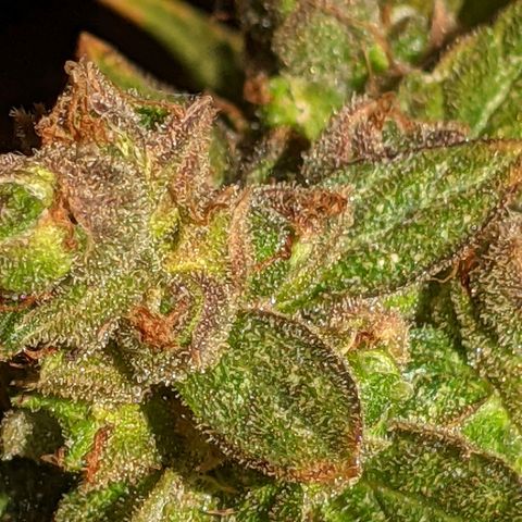  Gelato Auto (Francesca) growlog timeline photo
