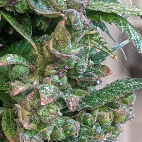 Gelato Auto (Francesca) growlog timeline photo