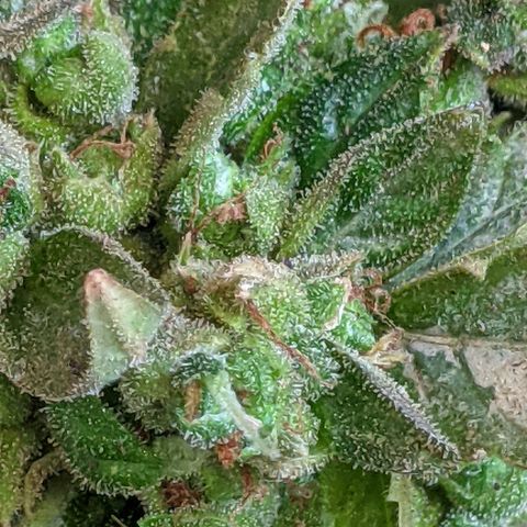  Gelato Auto (Francesca) growlog timeline photo