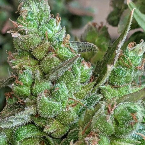  Gelato Auto (Francesca) growlog timeline photo