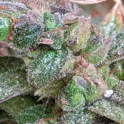  Gelato Auto (Francesca) growlog timeline photo
