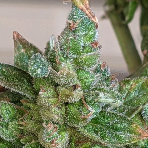  Gelato Auto (Francesca) growlog timeline photo