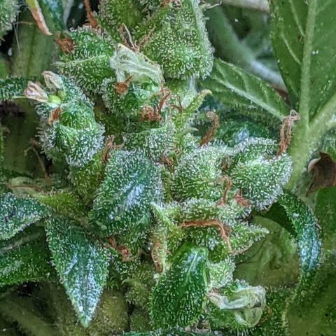  Gelato Auto (Francesca) growlog timeline photo