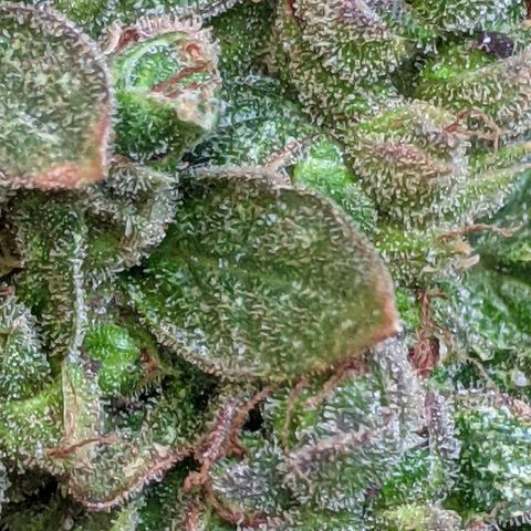  Gelato Auto (Francesca) growlog timeline photo