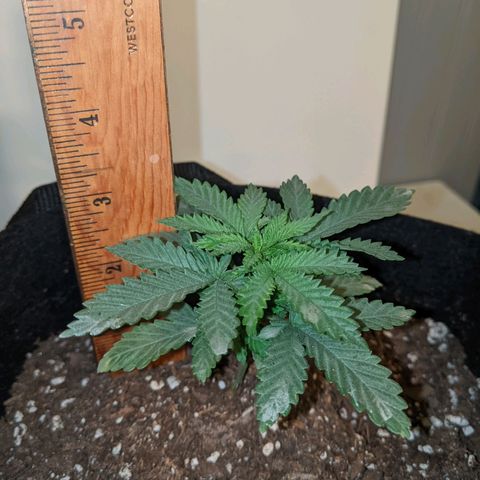 Scooby (GTH) growlog timeline photo