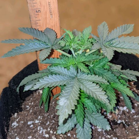 Scooby (GTH) growlog timeline photo