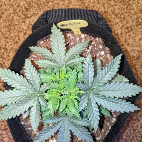 Scooby (GTH) growlog timeline photo