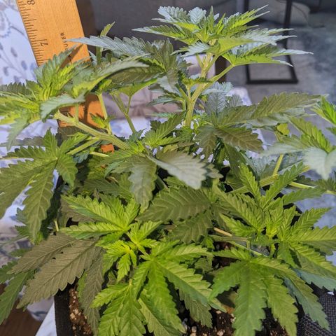 Scooby (GTH) growlog timeline photo