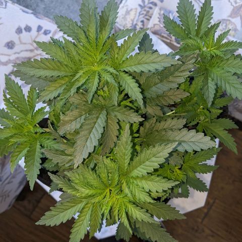 Scooby (GTH) growlog timeline photo