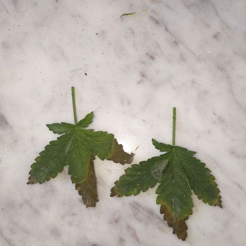Scooby (GTH) growlog photo: Old leaves bottom of plant