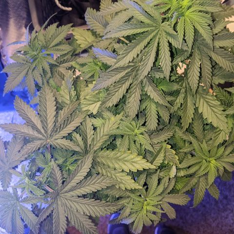 Scooby (GTH) growlog timeline photo