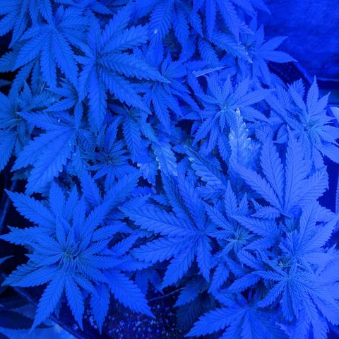 Scooby (GTH) growlog timeline photo