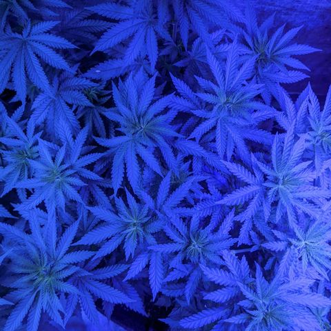 Scooby (GTH) growlog timeline photo