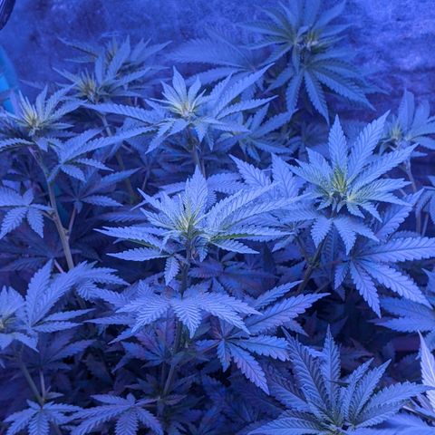 Scooby (GTH) growlog timeline photo