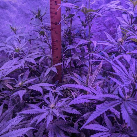 Scooby (GTH) growlog timeline photo