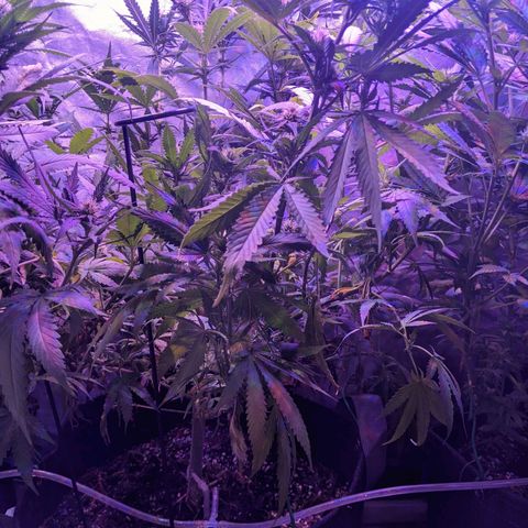 Scooby (GTH) growlog timeline photo