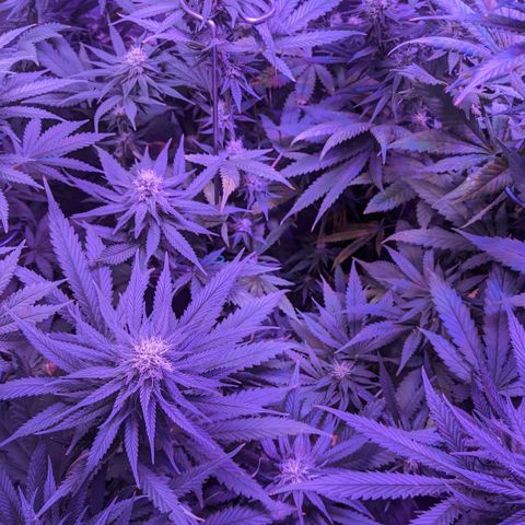 Scooby (GTH) growlog timeline photo